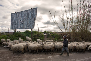 February 4, 2014 – Castel Volturno, Italy: A flock of sheep grazing near some land where toxic waste was found.