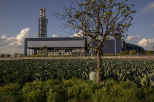 November 4, 2014 – Acerra, Italy: A camp of cauliflower near the Acerra incinerator.