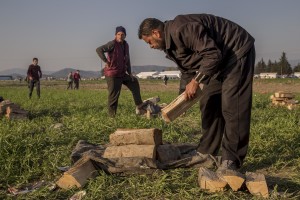 A migrant collects firewood for the night at the Idomeni refugee camp on the Greek Macedonia border in Idomeni, Greece on March 20, 2016.