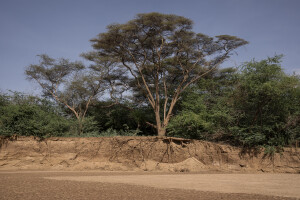 The bank of the dried Kawalase river located in Turkana County, northwest Kenya on October 16, 2024. Kenya’s rivers are drying up rapidly, with low rainfall and global warming being among the main causes of this phenomenon.