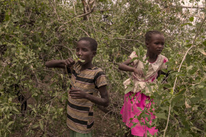 Children eat leaves from an Esekon tree inside the Loreng’elop village, located in Turkana County, northwest Kenya on October 21, 2024. Due to the food insecurity generated by the severe drought, children living in the hot and dry areas of Kenya are forced to eat only the leaves of the trees for very long periods and for this reason they can easily contract infections or diseases.