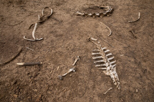 Animal bones are seen on the ground of Loreng’elop village, located in Turkana County, northwest Kenya on October 21, 2024. Due to the severe drought that is affecting the country, lots of animals are dying.