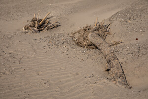 The trunk of a tree is seen in the middle of the dried Napasinyang riverbed in Kalokol, located in Turkana County, northwest Kenya on October 20, 2024. Kenya’s rivers are drying up rapidly, with low rainfall and global warming being among the main causes of this phenomenon.