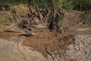 The bank of the dried Napasinyang river in Kalokol, located in Turkana County, northwest Kenya on October 20, 2024. Kenya’s rivers are drying up rapidly, with low rainfall and global warming being among the main causes of this phenomenon.