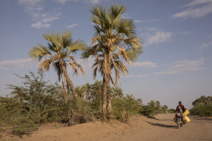 A man carries canisters of water fetched from the dried Napasinyang River in Kalokol, located in Turkana County, northwest Kenya on October 20, 2024. Some people have turned the severe drought that is affecting the country into a real business, selling each 20-litre water tank for 5 Kenyan shillings. However, the water that they fetch from the underground, is not clean and often causes infections or diseases.