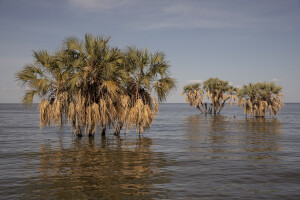 Doum palm trees submerged by the waters of Turkana Lake, northwest Kenya on October 15, 2024. The water level of Lake Turkana is rising rapidly. This complex phenomenon is linked to climate change, with rare but abundant and violent rainfall, but also to underground springs and movements of tectonic plates that influence water flows, contributing to the rise in water levels.