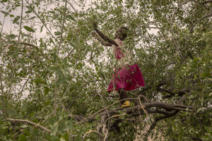 A girl looks for leaves from an Esekon tree inside the Loreng’elop village, located in Turkana County, northwest Kenya on October 21, 2024. Due to the food insecurity generated by the severe drought, children living in the hot and dry areas of Kenya are forced to eat only the leaves of the trees for very long periods and for this reason they can easily contract infections or diseases.